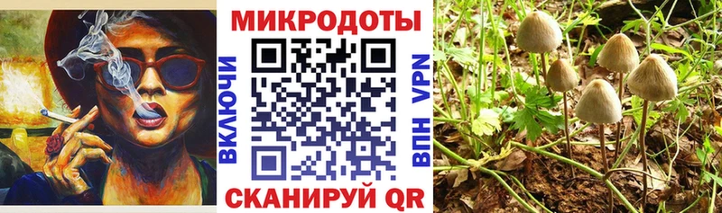 Псилоцибиновые грибы Psilocybine cubensis Пошехонье